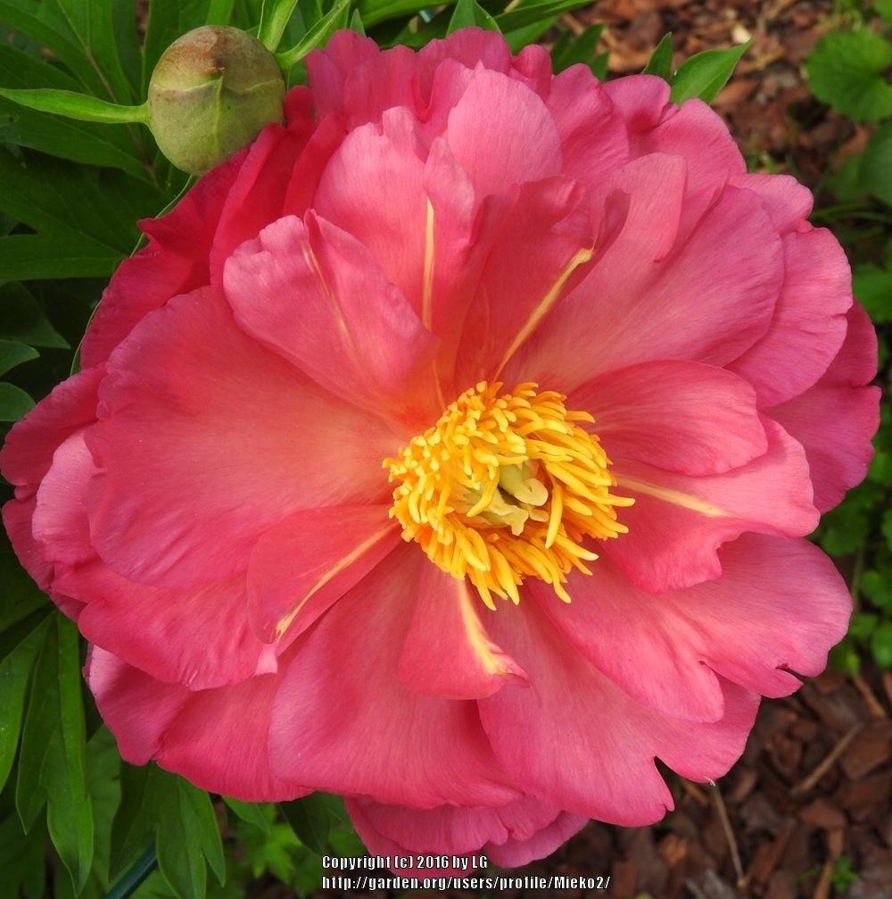 Photo of Itoh Peony (Paeonia 'New Millennium') uploaded by Mieko2