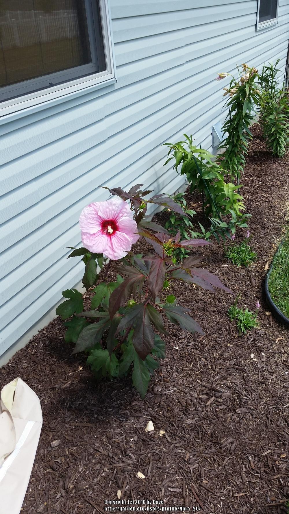 Photo of Hybrid Hardy Hibiscus (Hibiscus 'Kopper King') uploaded by Nhra_20