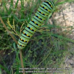 Location: zone 8 Lake City, Fl.
Date: 2016-05-08
Host plant for Eastern Black Swallowtail butterfly