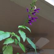 Salvia 'Betsy's Purple'
