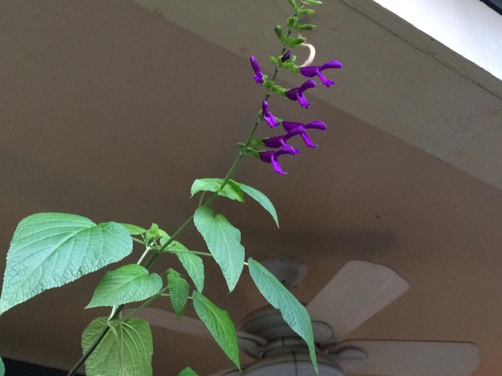 Photo of Sage (Salvia 'Betsy's Purple') uploaded by rivercrossroads
