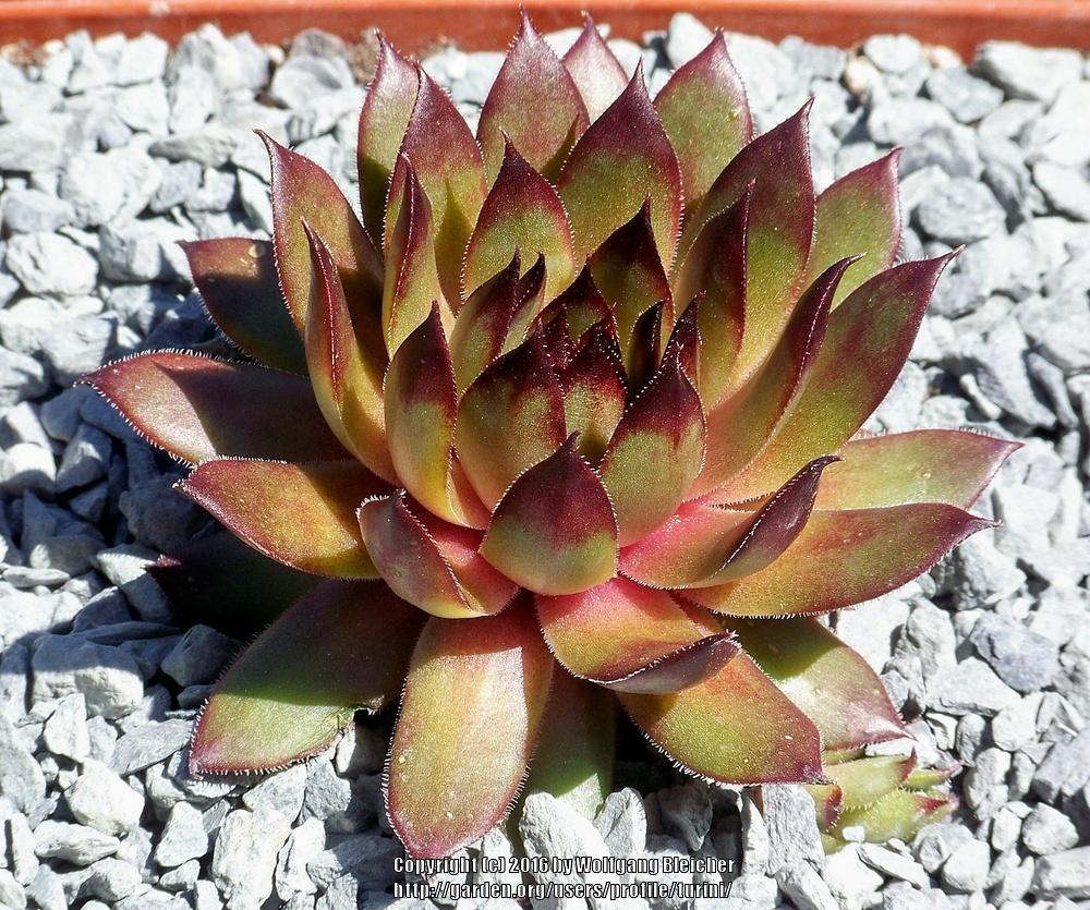 Photo of Hen and Chicks (Sempervivum braunii) uploaded by turini