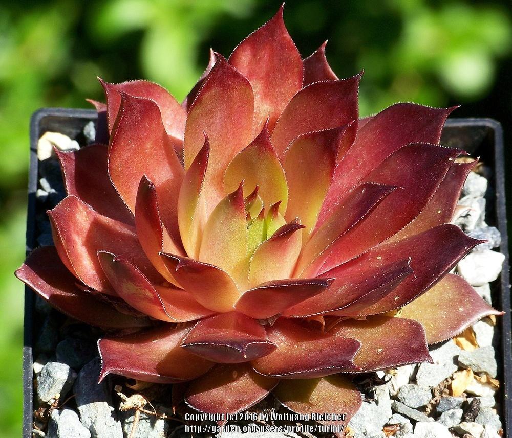 Photo of Hen and Chicks (Sempervivum 'Goldmarie') uploaded by turini