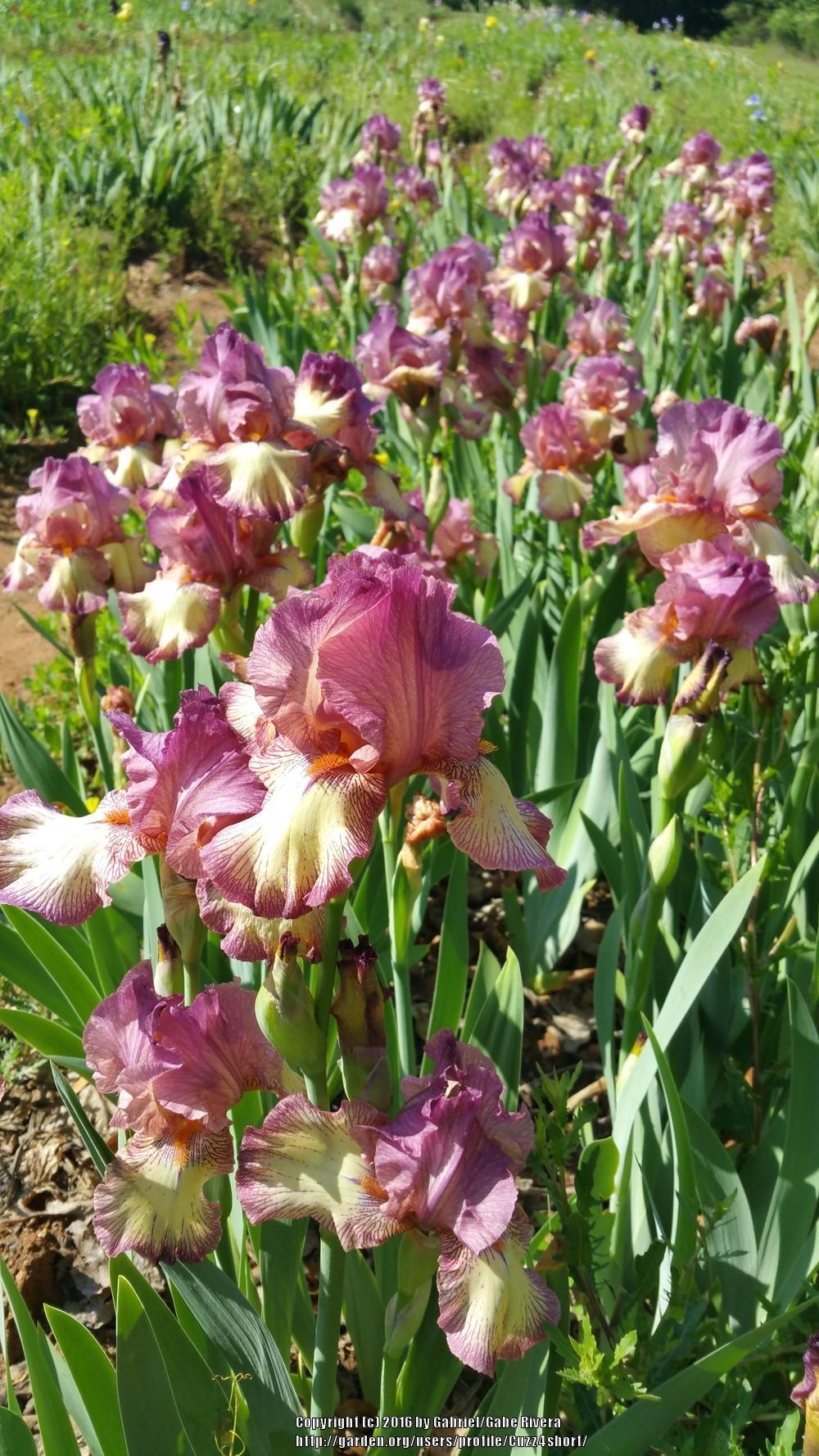Photo of Tall Bearded Iris (Iris 'Raspberry Fancy') uploaded by Cuzz4short