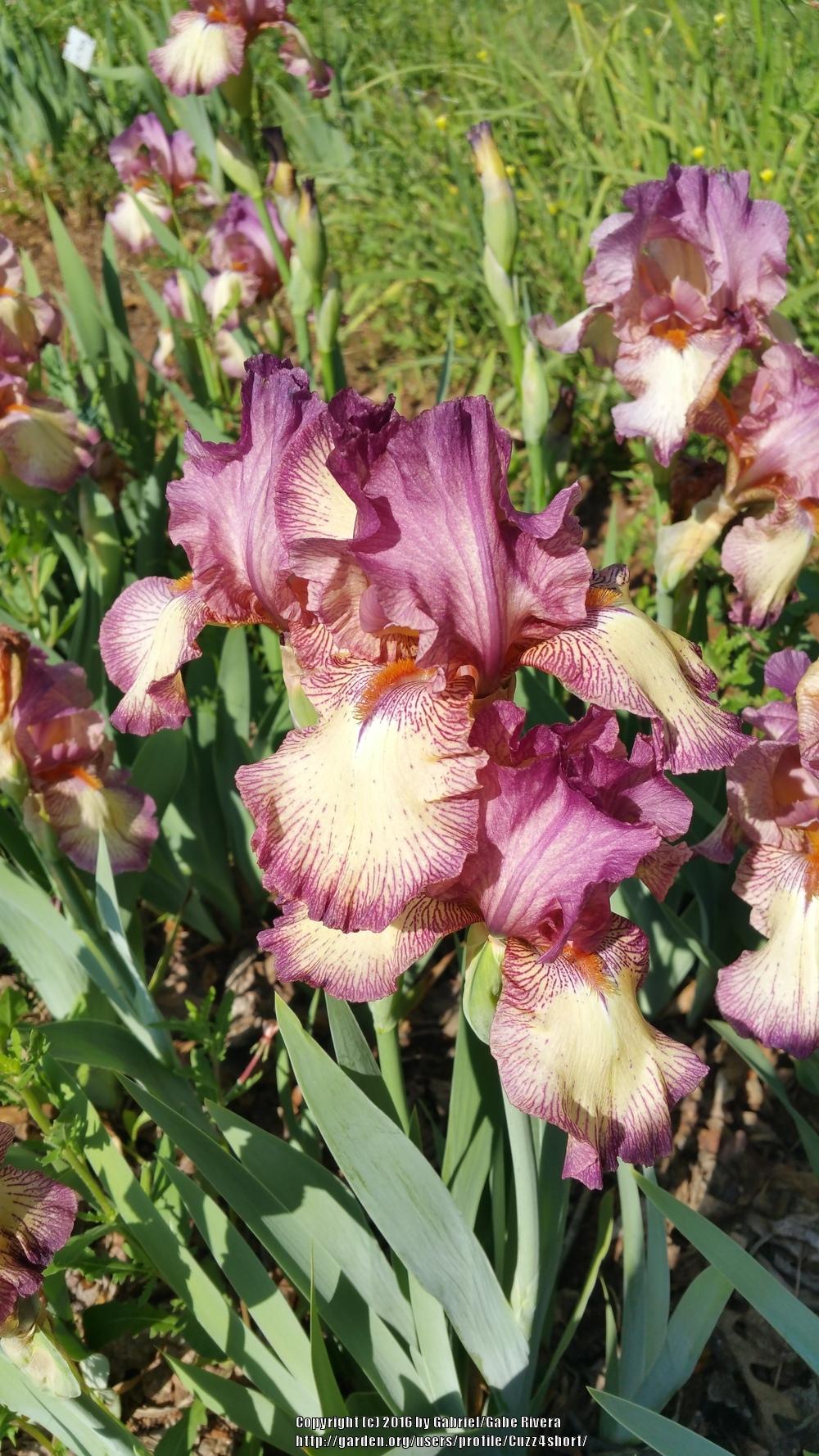 Photo of Tall Bearded Iris (Iris 'Raspberry Fancy') uploaded by Cuzz4short