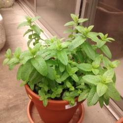 Location: Barcelona
Date: 2016-05-08
Mojito Mint (Mentha x villosa) <-- this has to be confirmed. I am