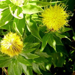 Location: Riverview, Robson, B.C.
Date: 2007-07-26
 11:16 am. Distinguished golden mop-heads.