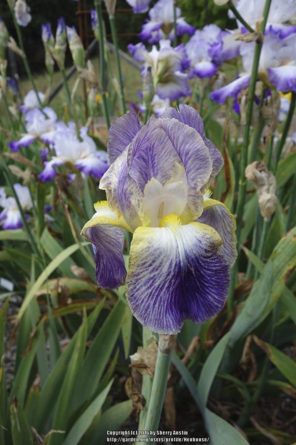 Photo of Tall Bearded Iris (Iris 'Moonlit Sea') uploaded by Henhouse