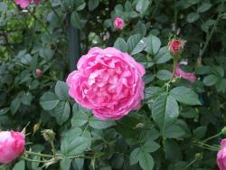Thumb of 2016-05-09/Oldgardenrose/945ab3
