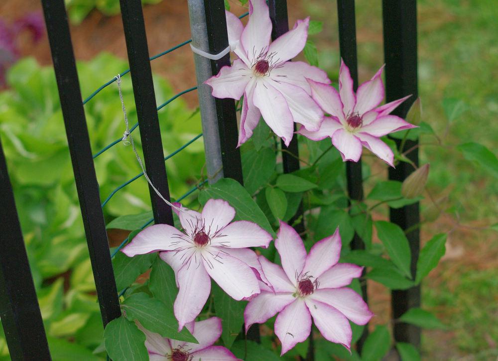 Photo of Clematis 'Omoshiro' uploaded by Rose1656