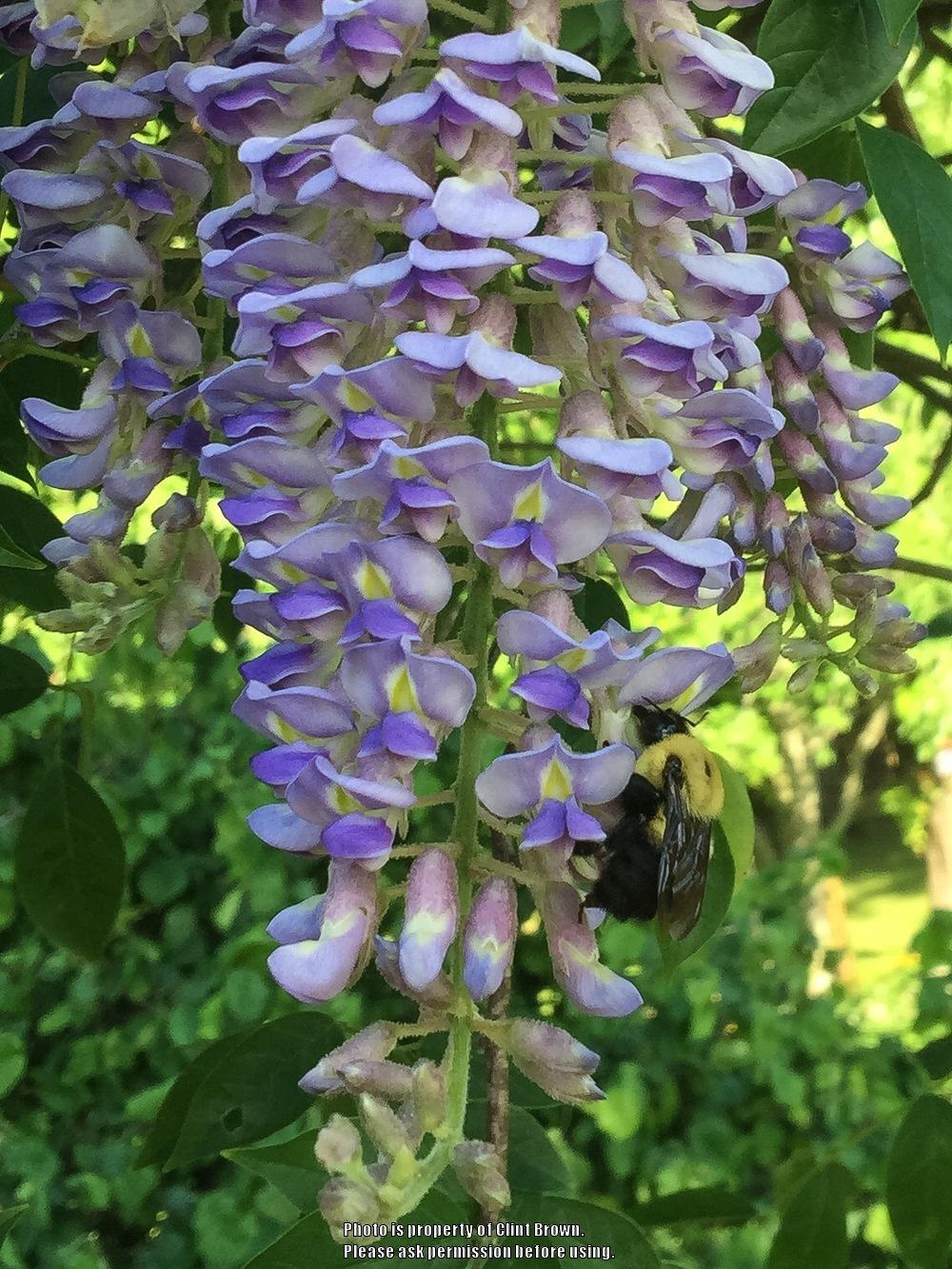 Photo of American Wisteria (Wisteria frutescens 'Blue Moon') uploaded by clintbrown