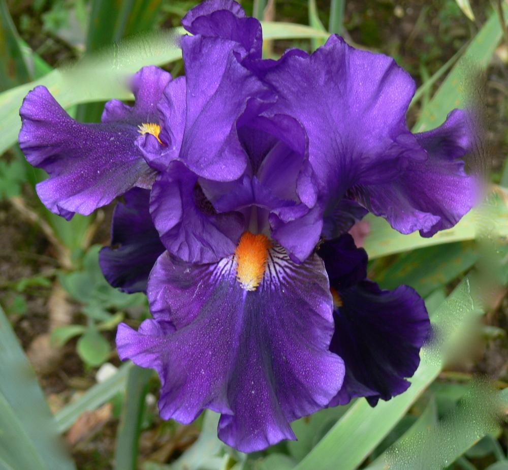 Photo of Tall Bearded Iris (Iris 'Tom Johnson') uploaded by janwax
