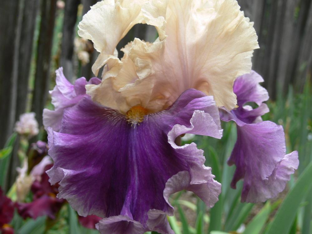 Photo of Tall Bearded Iris (Iris 'Roaring Twenties') uploaded by janwax