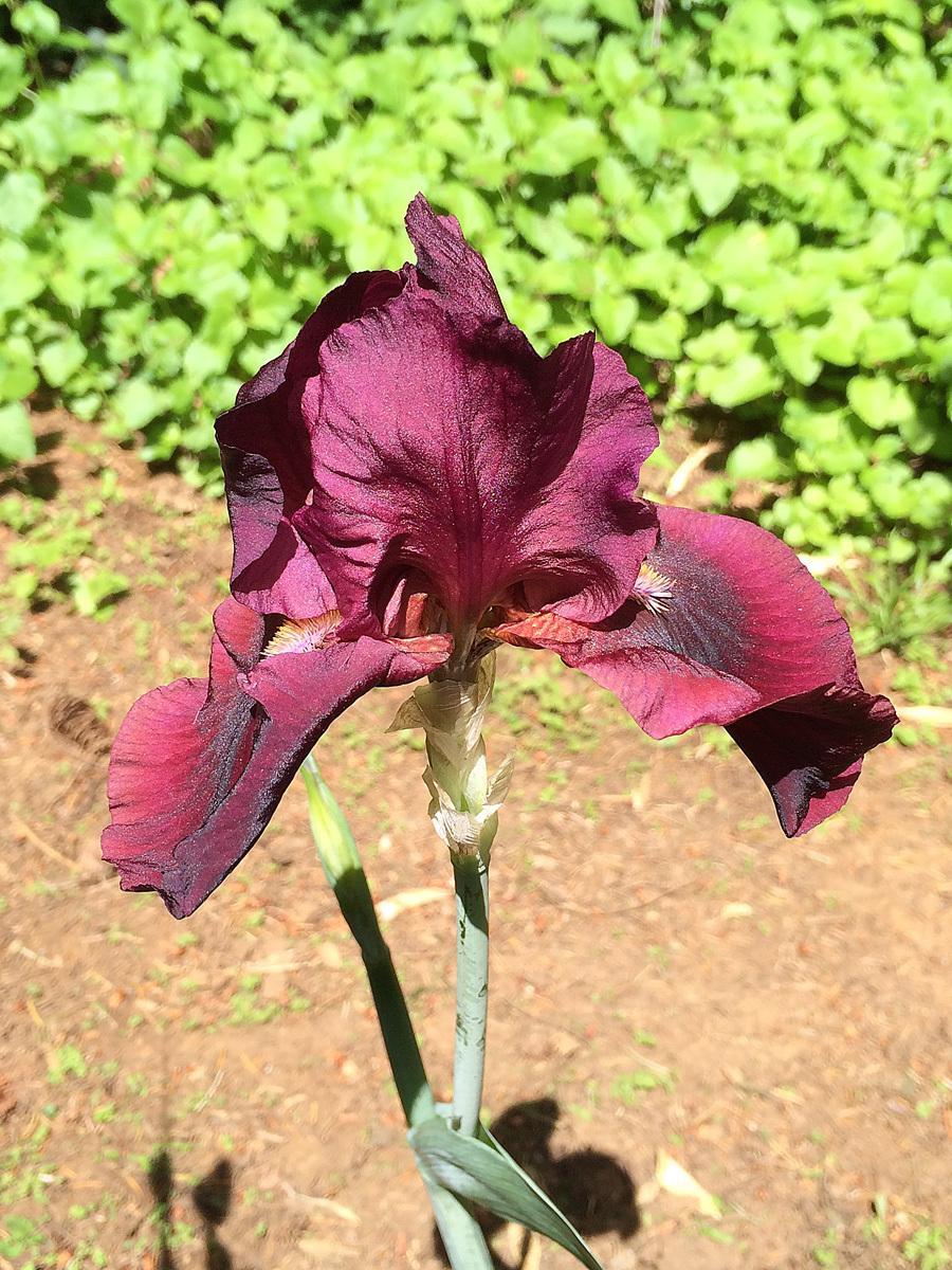 Photo of Tall Bearded Iris (Iris 'Redhead Winifred') uploaded by lharvey16