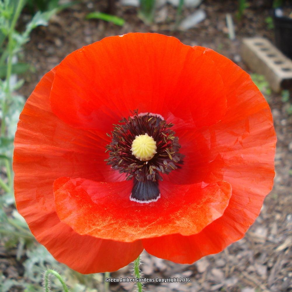 Photo of Poppies (Papaver) uploaded by lovemyhouse