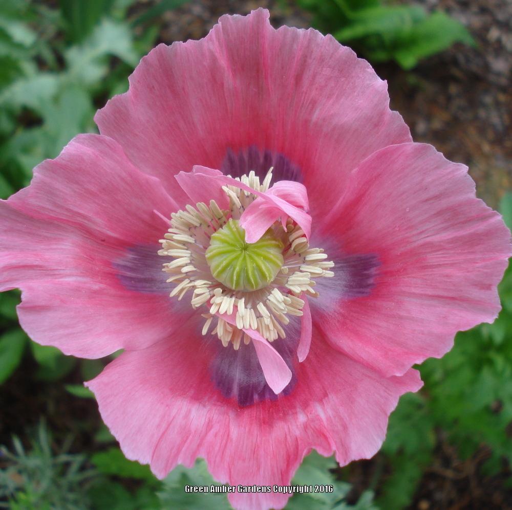 Photo of Poppies (Papaver) uploaded by lovemyhouse