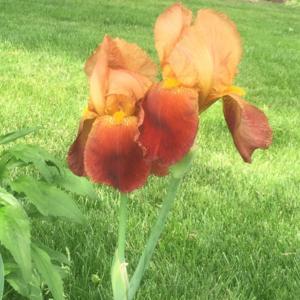 The June Morris Iris was named for my mother, whose own mother ha