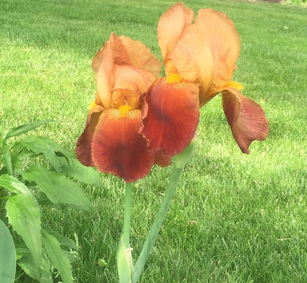 Photo of Tall Bearded Iris (Iris 'June Morris') uploaded by susancrocekelly