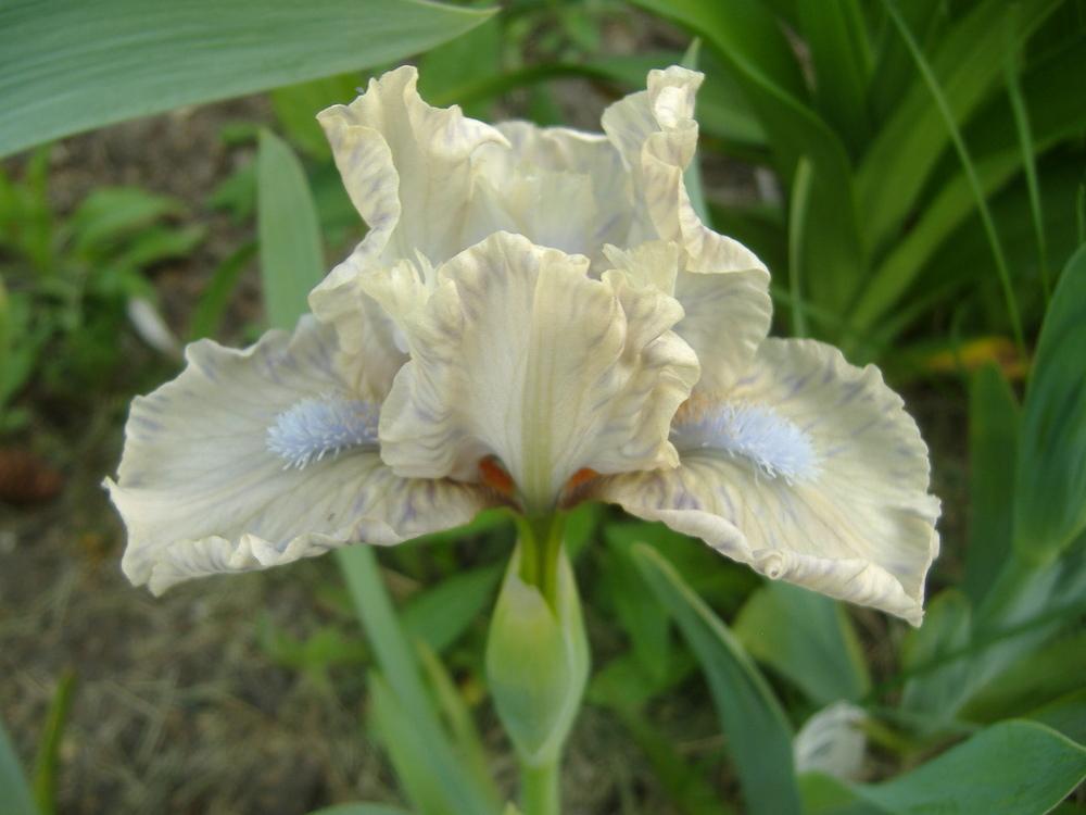 Photo of Standard Dwarf Bearded Iris (Iris 'Touch of Mink') uploaded by tveguy3