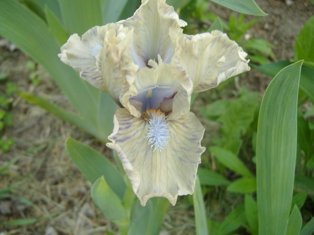 Photo of Standard Dwarf Bearded Iris (Iris 'Touch of Mink') uploaded by tveguy3