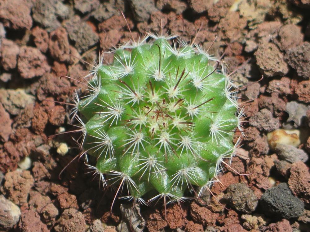 Photo of California Fishhook Cactus (Cochemiea dioica) uploaded by Baja_Costero