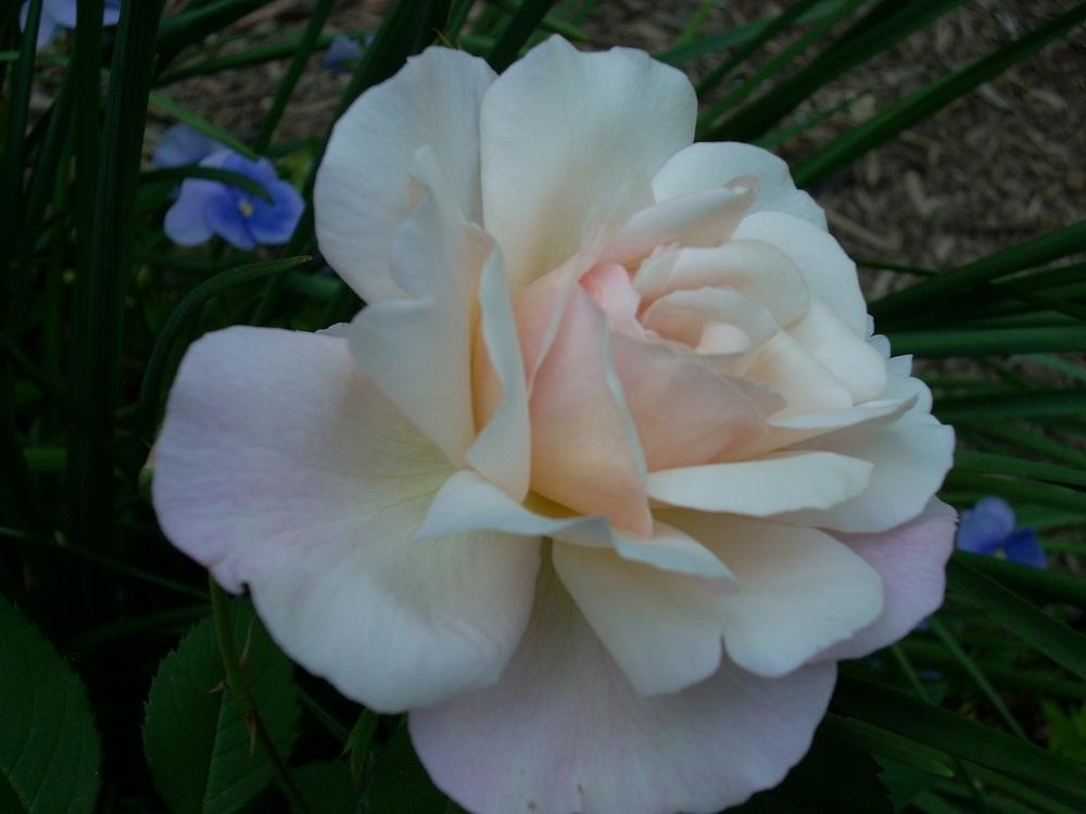 Photo of Rose (Rosa 'Gruss an Aachen') uploaded by Bluespiral