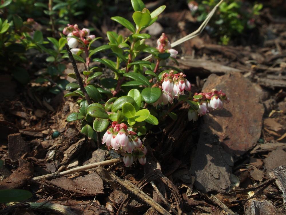 Photo of Northern Mountain Cranberry (Vaccinium vitis-idaea subsp. minus) uploaded by Cyclaminist