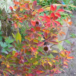 Location: Nora's Garden - Castlegar BC
Date: 2012-10-15
 5:13 pm. An added bonus to have such a variety of colours in fal
