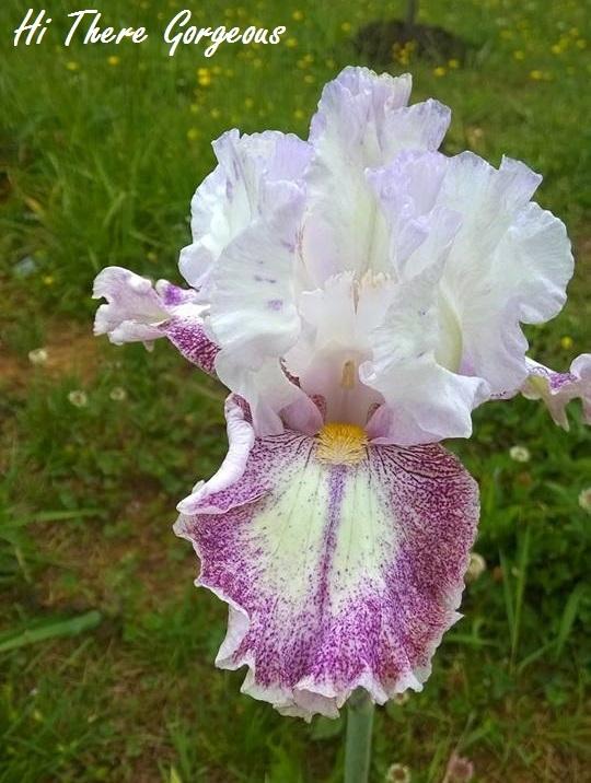 Photo of Tall Bearded Iris (Iris 'Hi There Gorgeous') uploaded by TammyB
