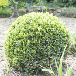 Location: Oxfordshire, England
Date: 2016-05-10
Topiary box ball