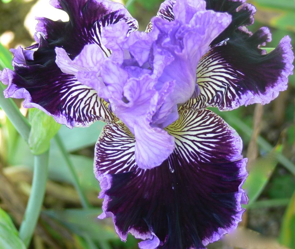Photo of Tall Bearded Iris (Iris 'By Jeeves') uploaded by janwax