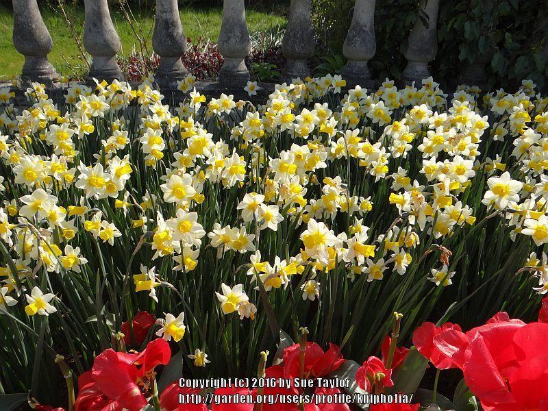 Photo of Jonquilla Daffodil (Narcissus 'Golden Echo') uploaded by kniphofia