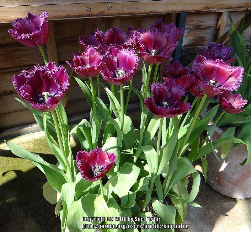 Photo of Fringed Tulip (Tulipa 'Curly Sue') uploaded by kniphofia