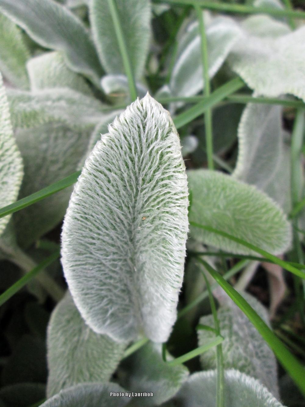 Photo of Lambs' Ears (Stachys byzantina) uploaded by lauribob