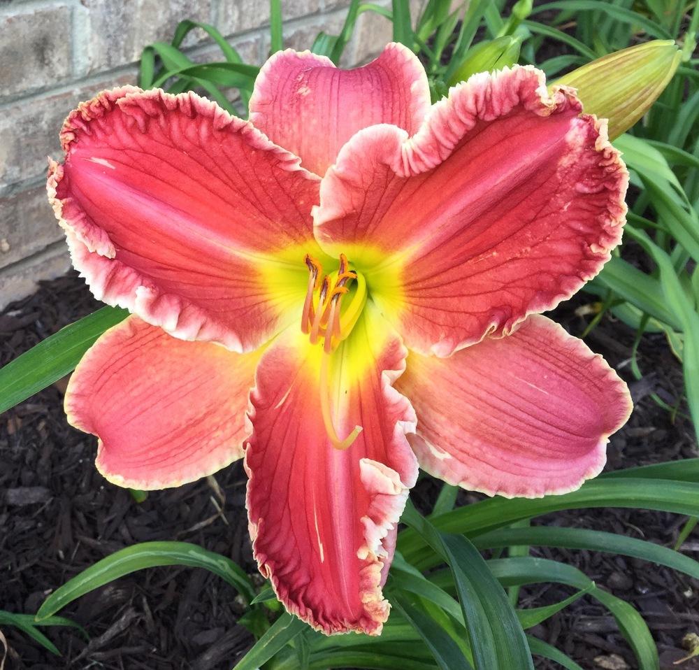 Photo of Daylily (Hemerocallis 'Texas Big Red') uploaded by scflowers
