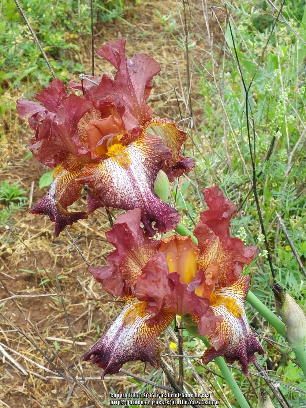 Photo of Tall Bearded Iris (Iris 'Can Can Red') uploaded by Cuzz4short