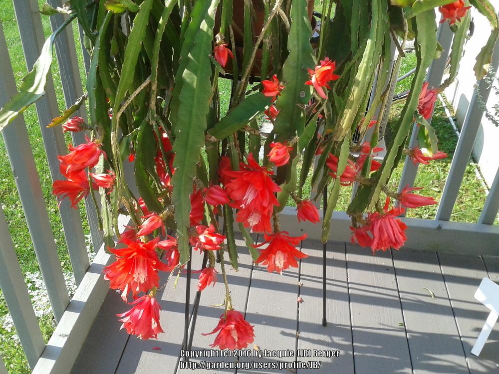 Photo of Orchid Cactus (Disocactus 'Petra') uploaded by JB