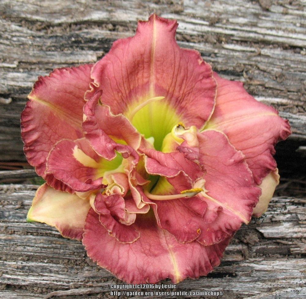 Photo of Daylily (Hemerocallis 'Hybridizer's Truffle') uploaded by Lalambchop1