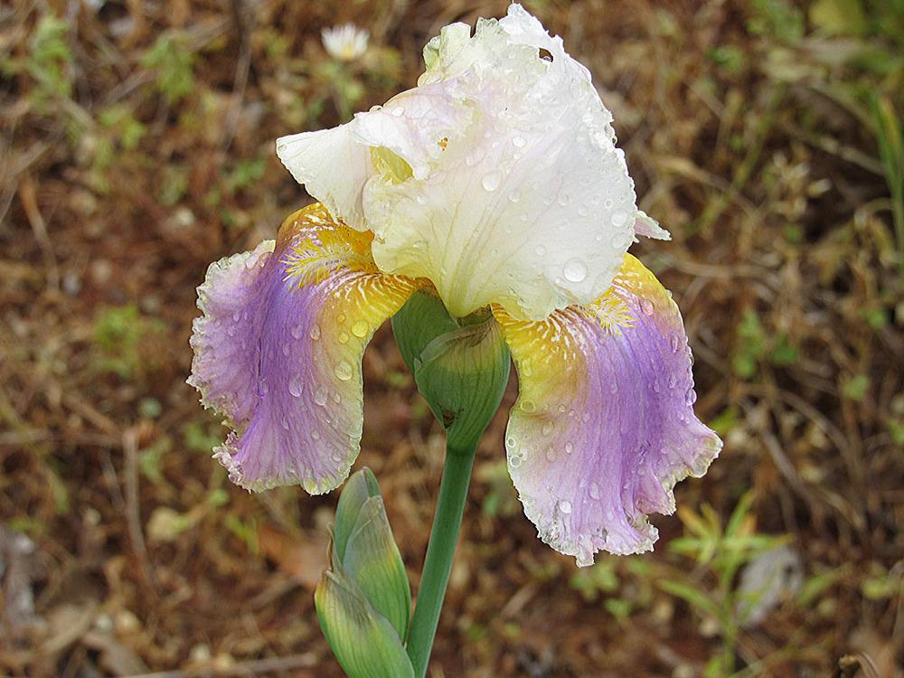 Photo of Tall Bearded Iris (Iris 'Fantastic Lace') uploaded by Lestv
