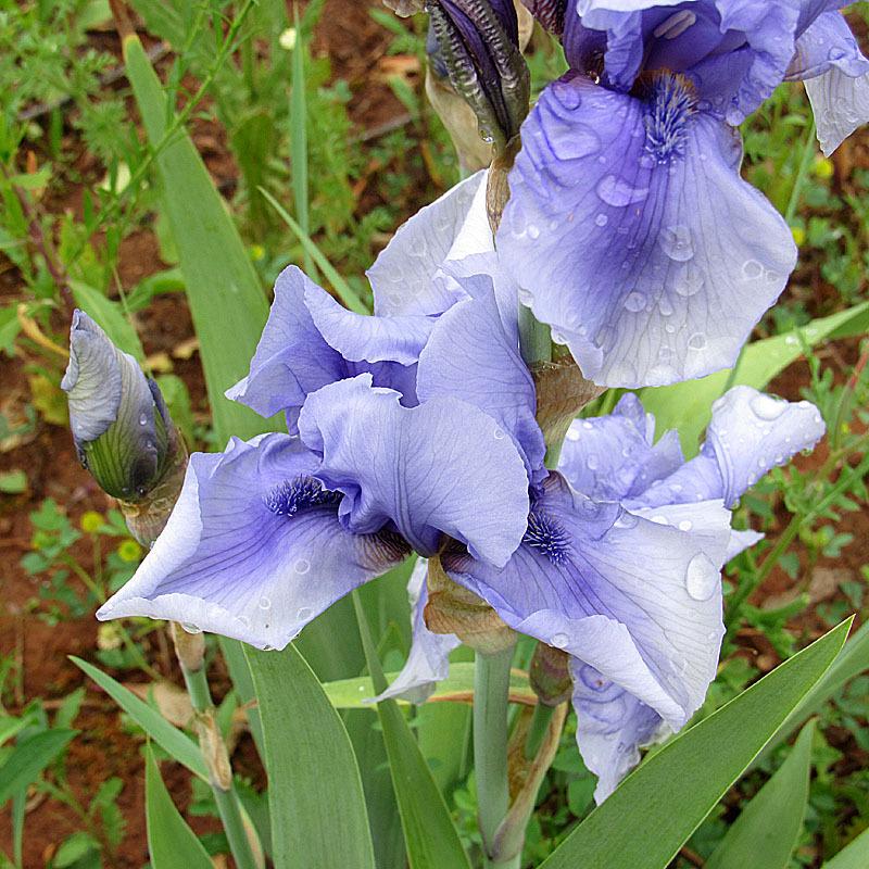 Photo of Tall Bearded Iris (Iris 'Strange Magic') uploaded by Lestv