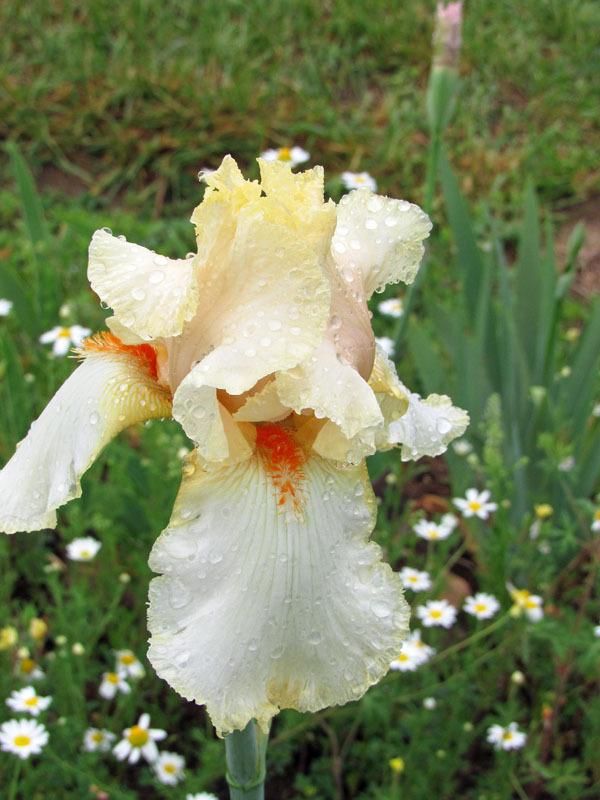 Photo of Tall Bearded Iris (Iris 'Liz') uploaded by Lestv
