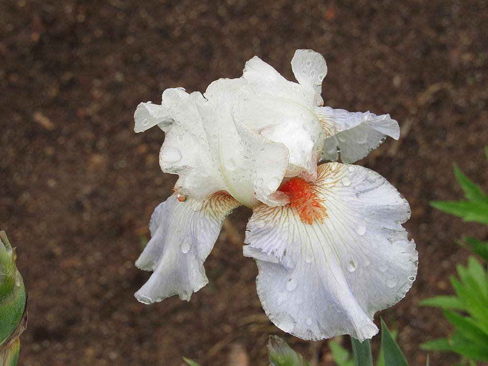 Photo of Tall Bearded Iris (Iris 'American Beauty') uploaded by Lestv