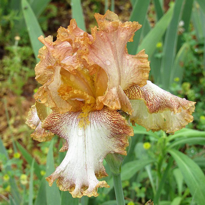 Photo of Tall Bearded Iris (Iris 'Ruffled Queen') uploaded by Lestv