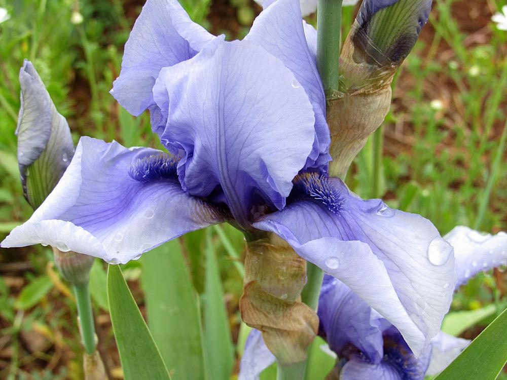 Photo of Tall Bearded Iris (Iris 'Strange Magic') uploaded by Lestv