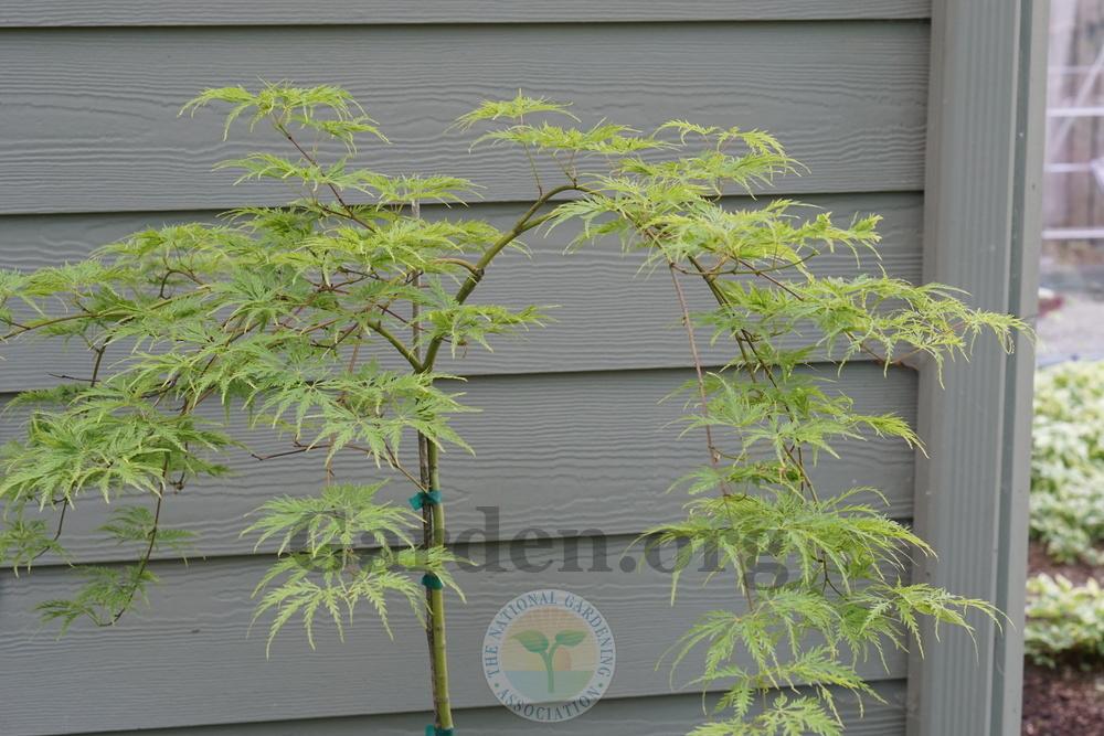 Photo of Cutleaf Japanese Maple (Acer palmatum 'Filigree') uploaded by Patty