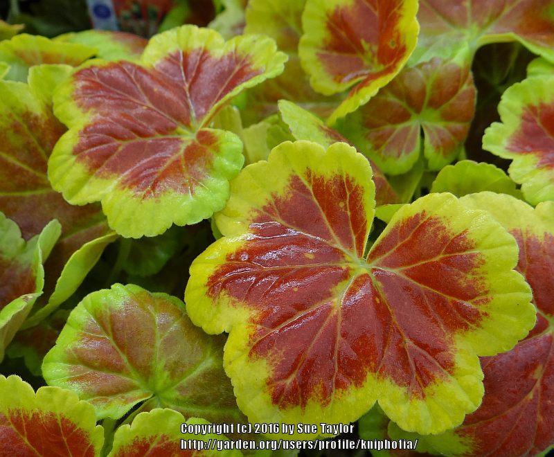Photo of Zonal Geranium (Pelargonium x hortorum 'Occold Shield') uploaded by kniphofia