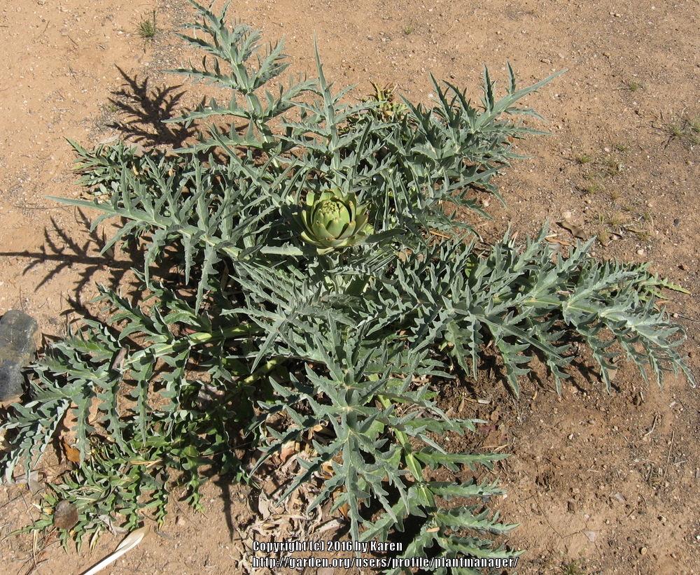 Photo of Globe Artichoke (Cynara scolymus 'Emerald') uploaded by plantmanager