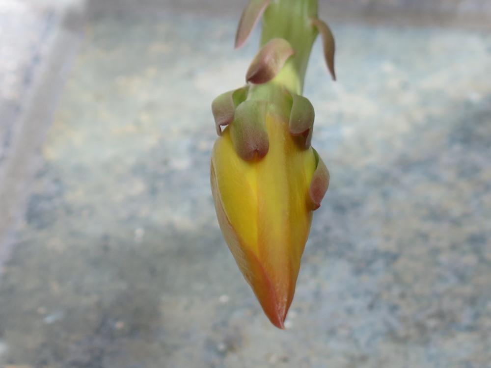 Photo of Hybrid Epiphyllum (Epiphyllum 'French Gold') uploaded by rocklady