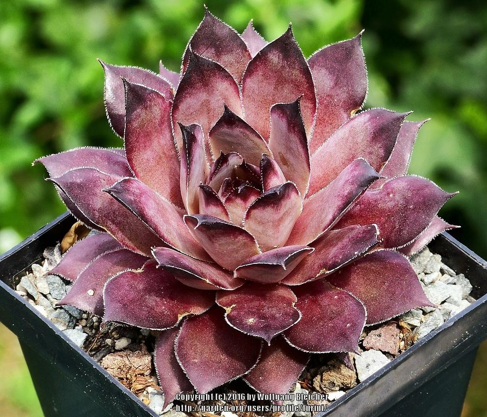 Photo of Hen and Chicks (Sempervivum 'Blade of Steel') uploaded by turini