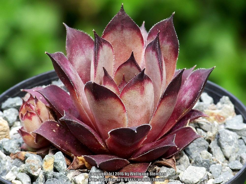 Photo of Hen and Chicks (Sempervivum 'Blade of Steel') uploaded by turini